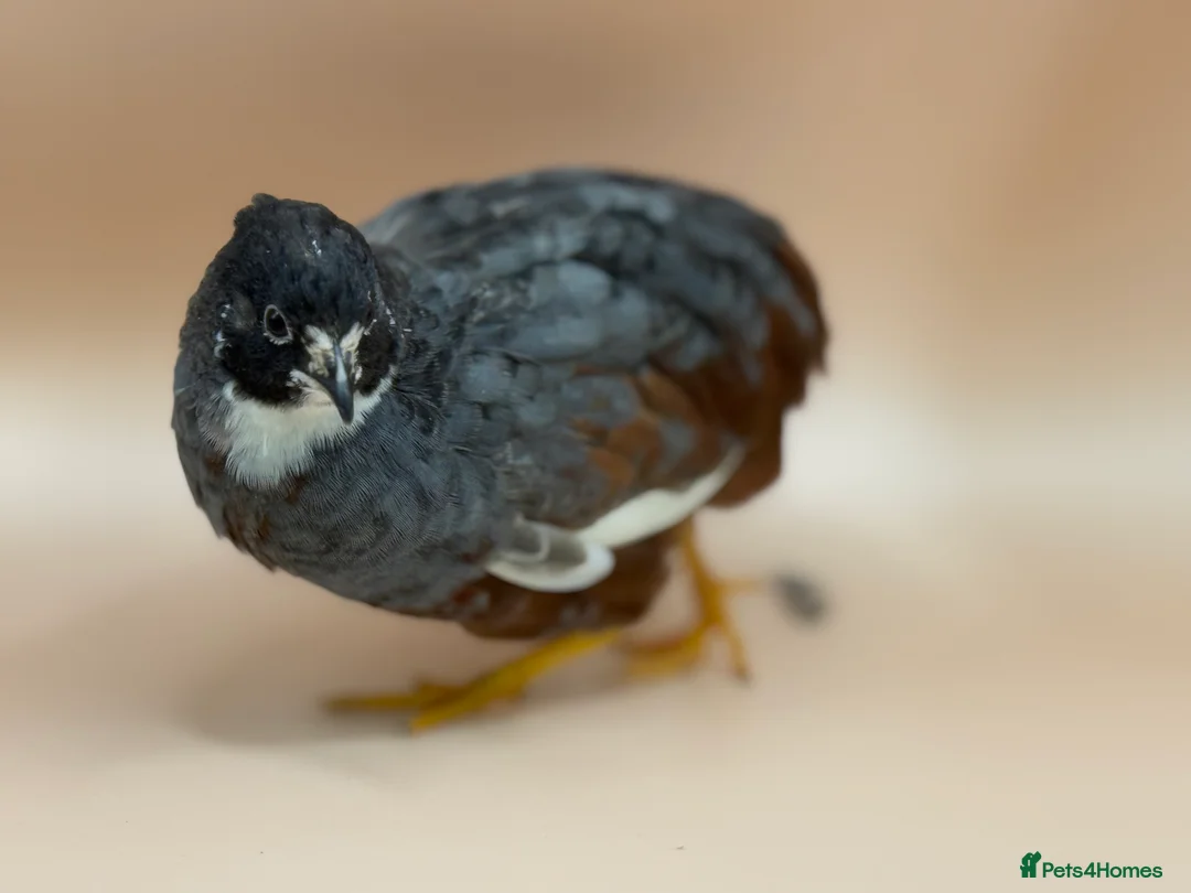 Quail poultry for sale: Chinese Painted, Button Quail hatching eggs ( 6 )  - Advert 2