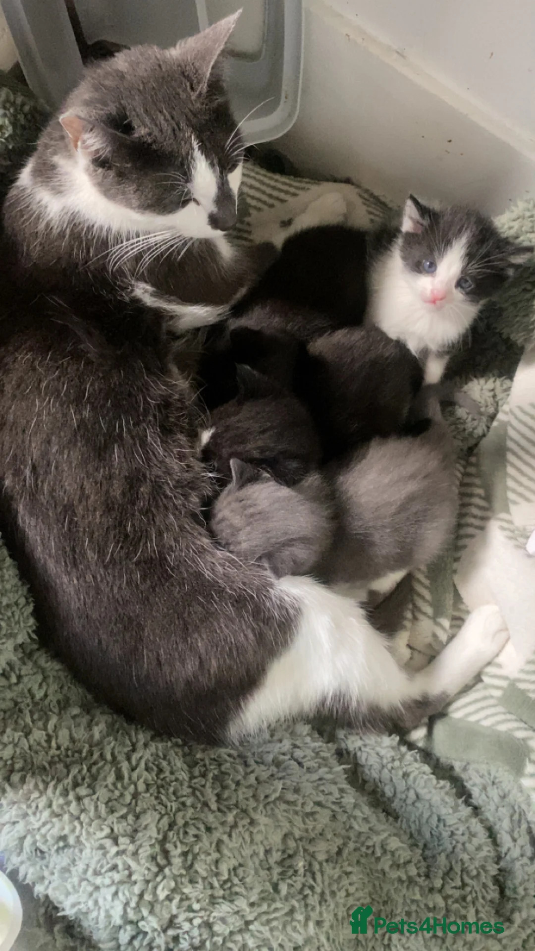Mixed Breed cats for sale: kittens! - Advert 2