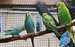Budgerigars birds for sale: 6 baby budgies for sale from £30 to £40 - Image 4