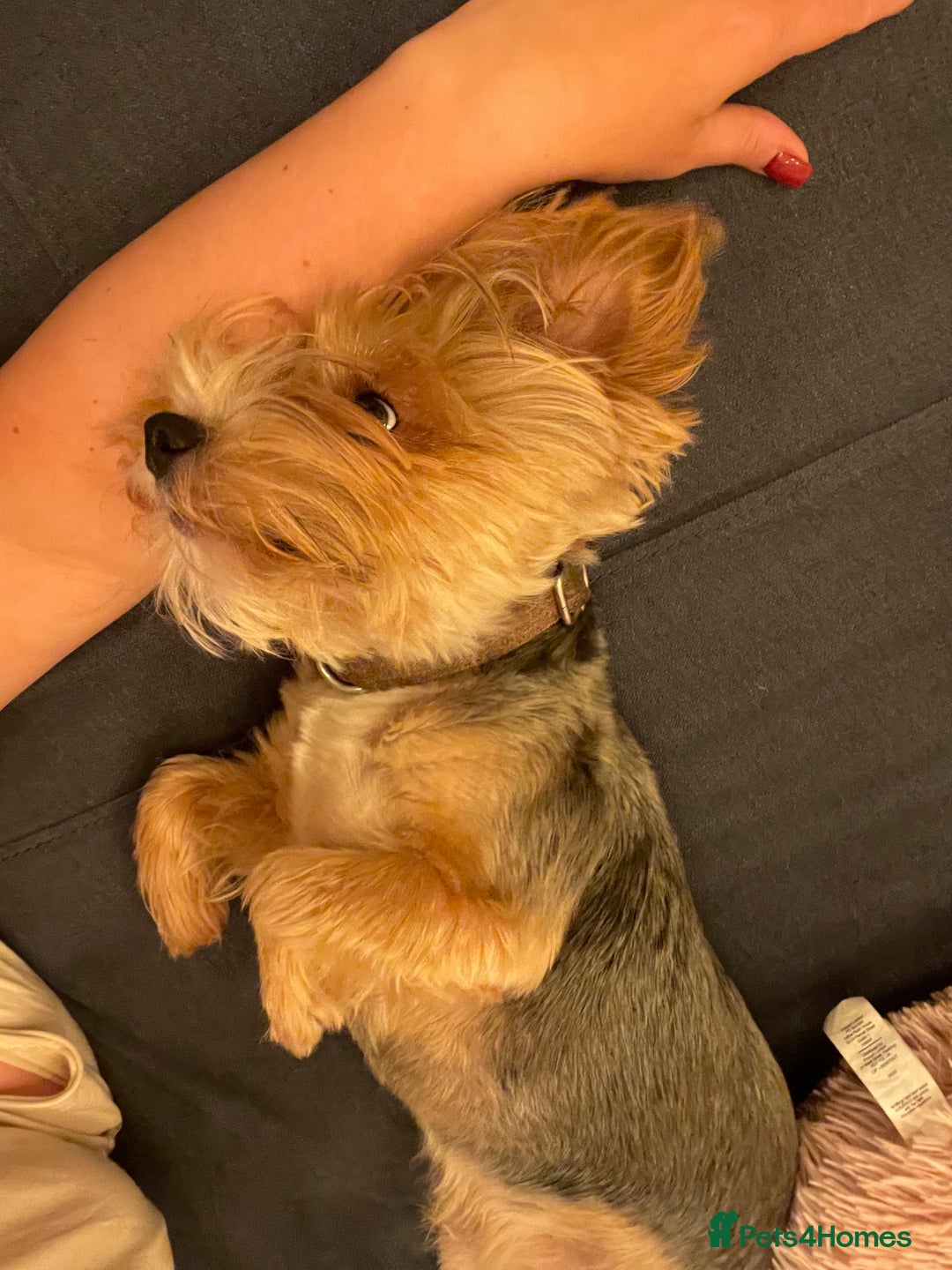 Mixed Breed dogs for sale: Yorki Puppies available from 21/12/25 - Advert 3