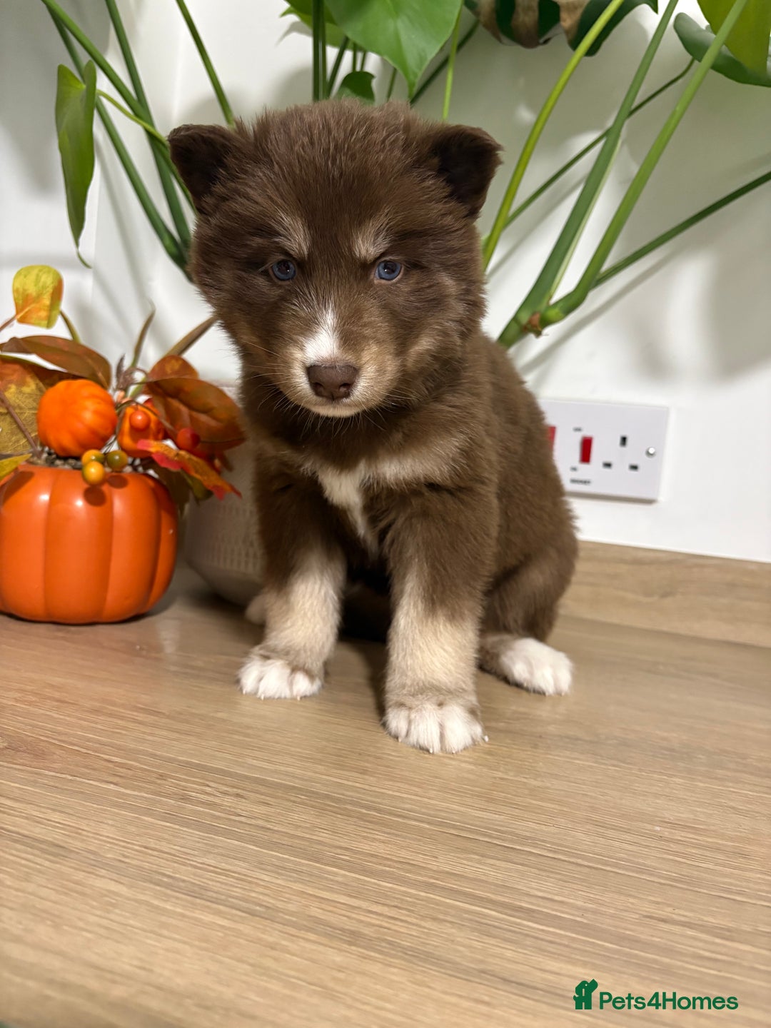 Siberian Husky dogs for sale: Last Female Siberian Husky Puppies - Advert 9