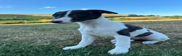 Whippet dogs for sale: Whippet Puppies  in Presteigne - Advert 6