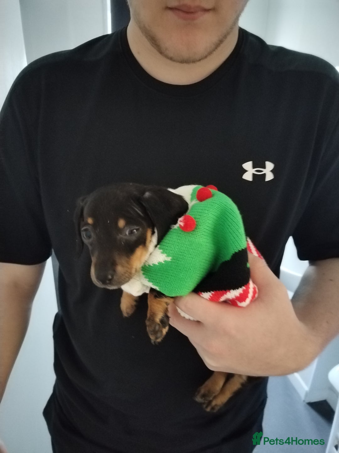 Miniature Dachshund dogs for sale: Female miniature dachshund puppy - Image 2