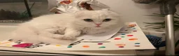 Scottish Fold cats for sale: Scottish Fold Cat Looking for a Loving New Home 🐾 in West Drayton - Advert 4