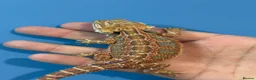 Bearded Dragon reptiles for sale: 💥💥💥Baby Dragons! WEEKEND SPECIAL £150 💥💥💥 - Advert 18