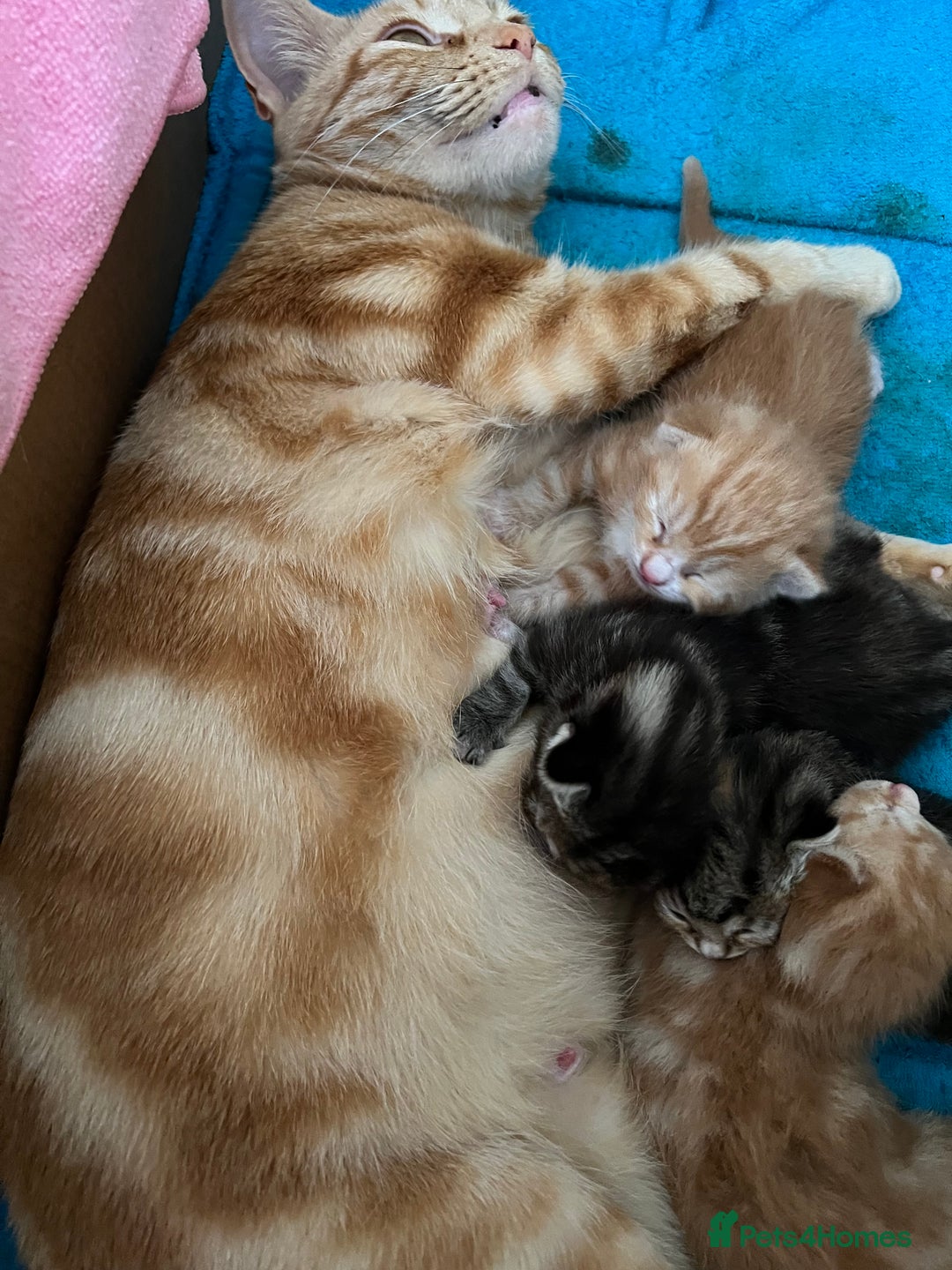 Mixed Breed cats for sale:  Beautiful Kittens for Sale – 2 Boys & 2 Girls 🐾 - Image 31