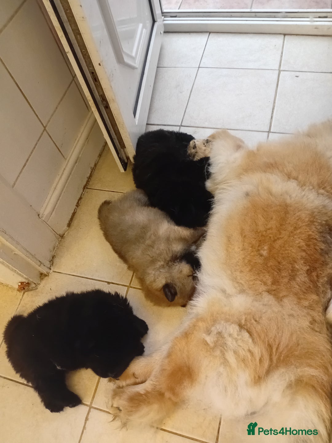 Chow Chow dogs for sale: Chow chow - Advert 2