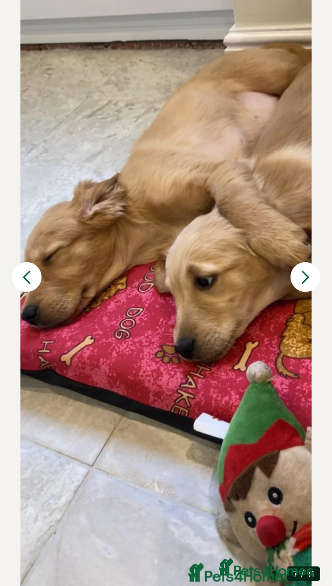 Golden Retriever dogs for sale: Golden Retriever Puppy - Advert 2