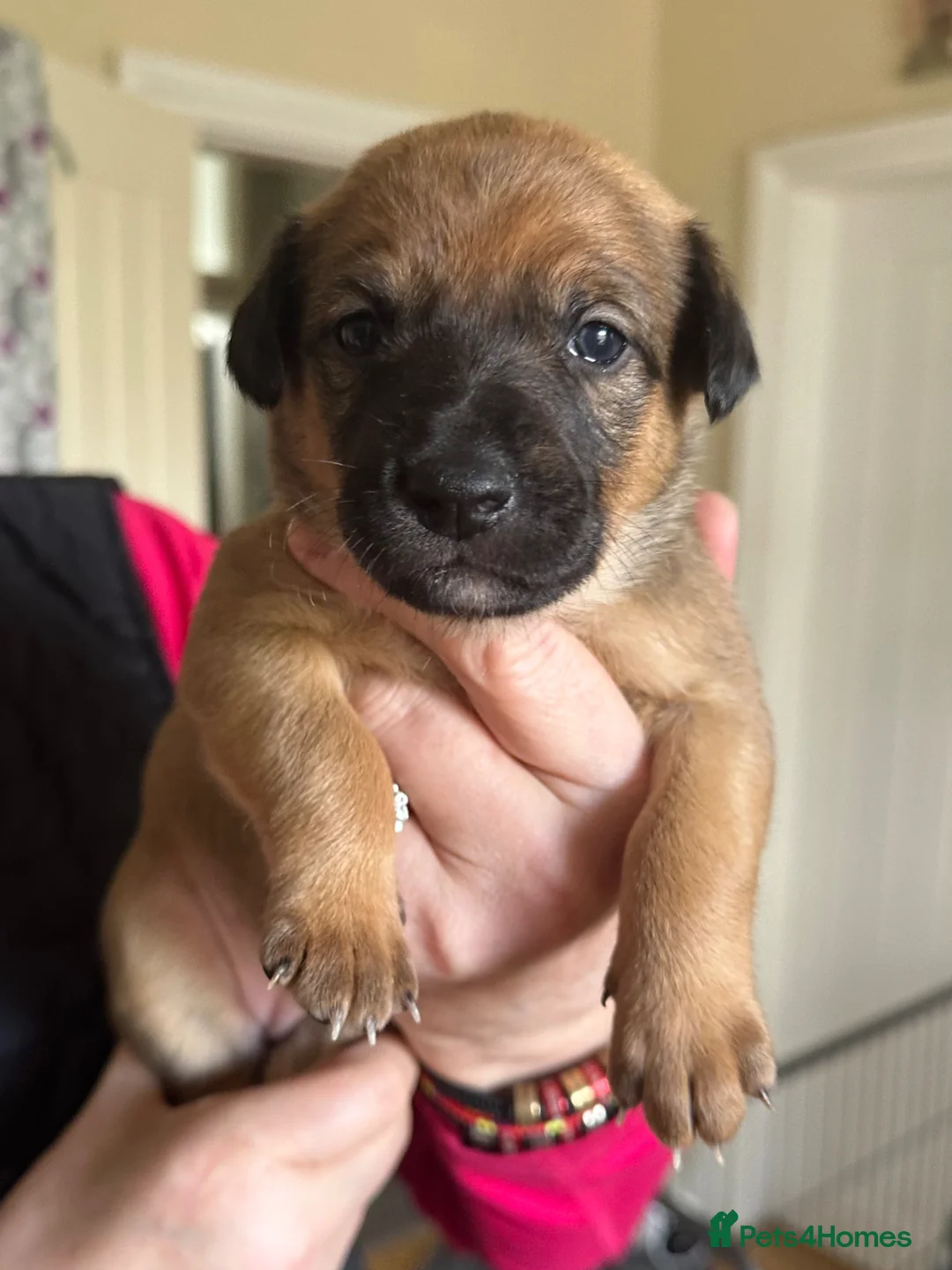Mixed Breed dogs for sale: Australian Kelpie X Whippet Puppies - Advert 2