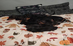 Miniature Dachshund dogs for sale: KC Register miniature dachshunds smooth coat - Image 7
