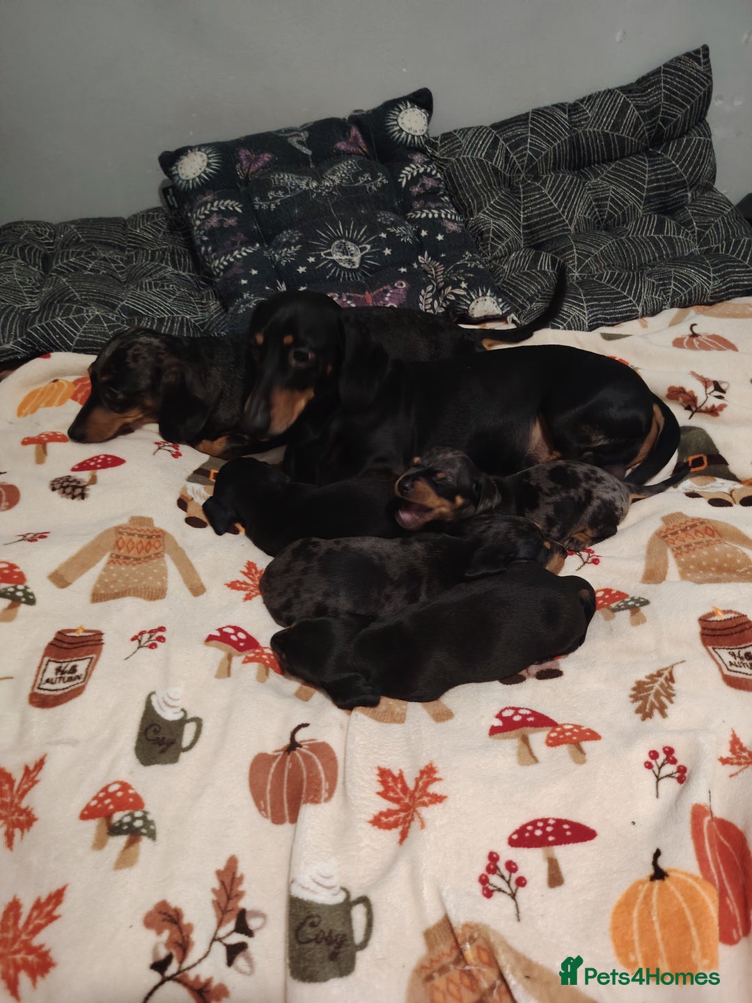 Miniature Dachshund dogs for sale: KC Register miniature dachshunds smooth coat - Image 7