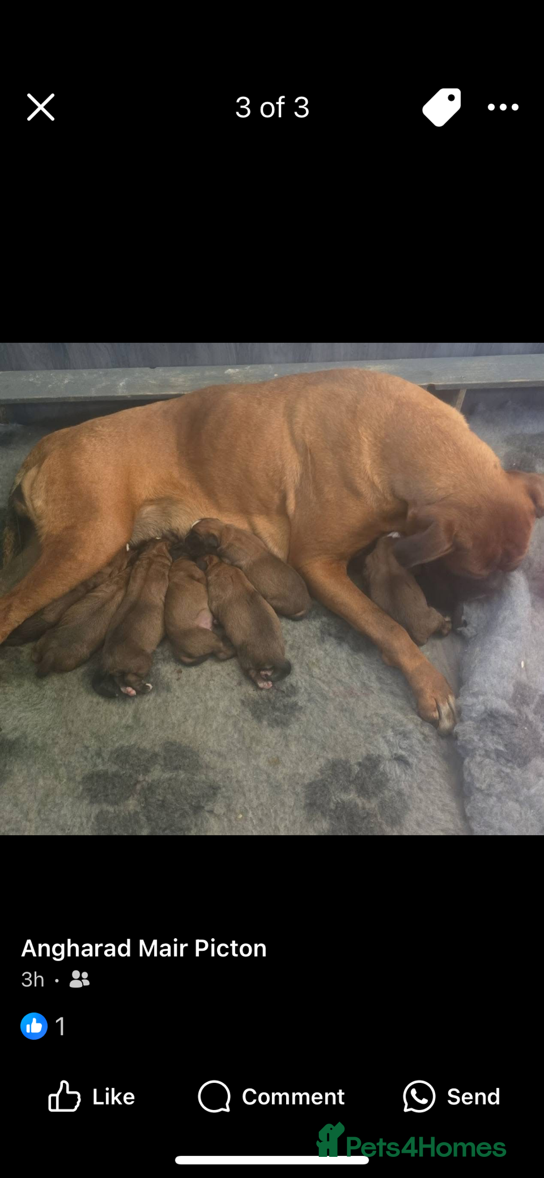 Boxer dogs for stud: Red European import at Stud in Cardiff - Image 20