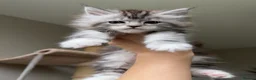 Maine Coon cats for sale: TICA Reg/Health Tested/Russian Imported Parents⭐️ - Advert 12