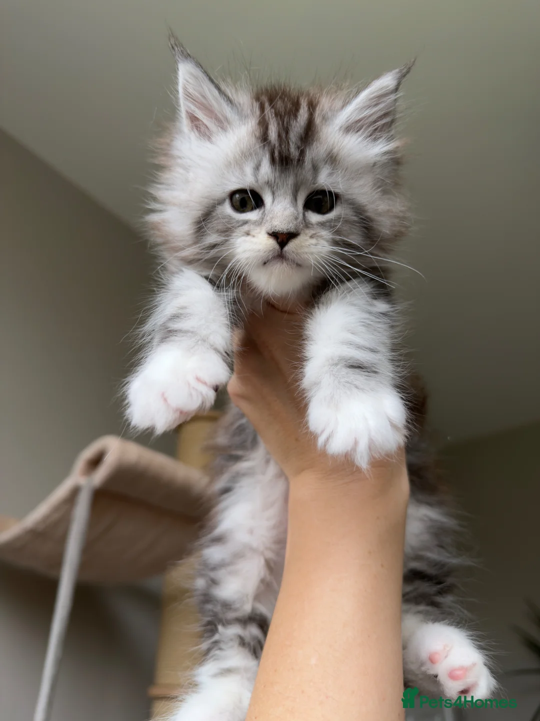 Maine Coon cats for sale: TICA Reg/Health Tested/Russian Imported Parents⭐️ - Advert 12