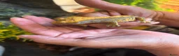 Gecko reptiles for sale: Crested gecko in Shildon - Advert 7