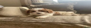 Cavapoo 2