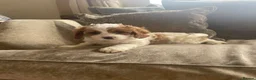 Cavapoo dogs for sale: Cavapoo puppies  - Advert 27