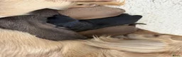 Miniature Dachshund dogs for sale: Stunning long hair  KC,PRA & BVA eye clear parents - Advert 18