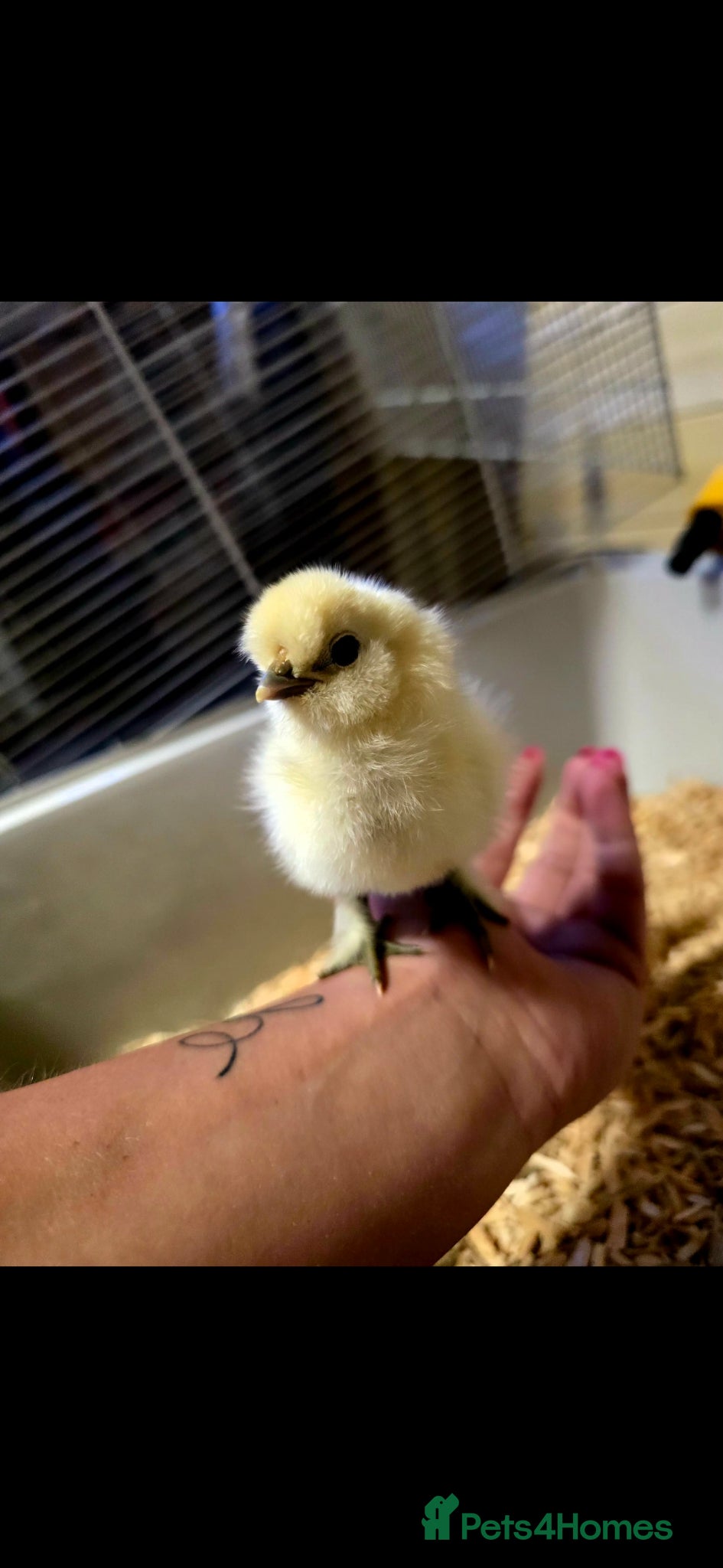 Chickens poultry for sale: Days old chicks available  - Advert 7