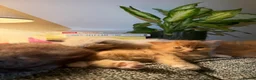 Mixed Breed cats for sale: Kittens for the best homes - Advert 35