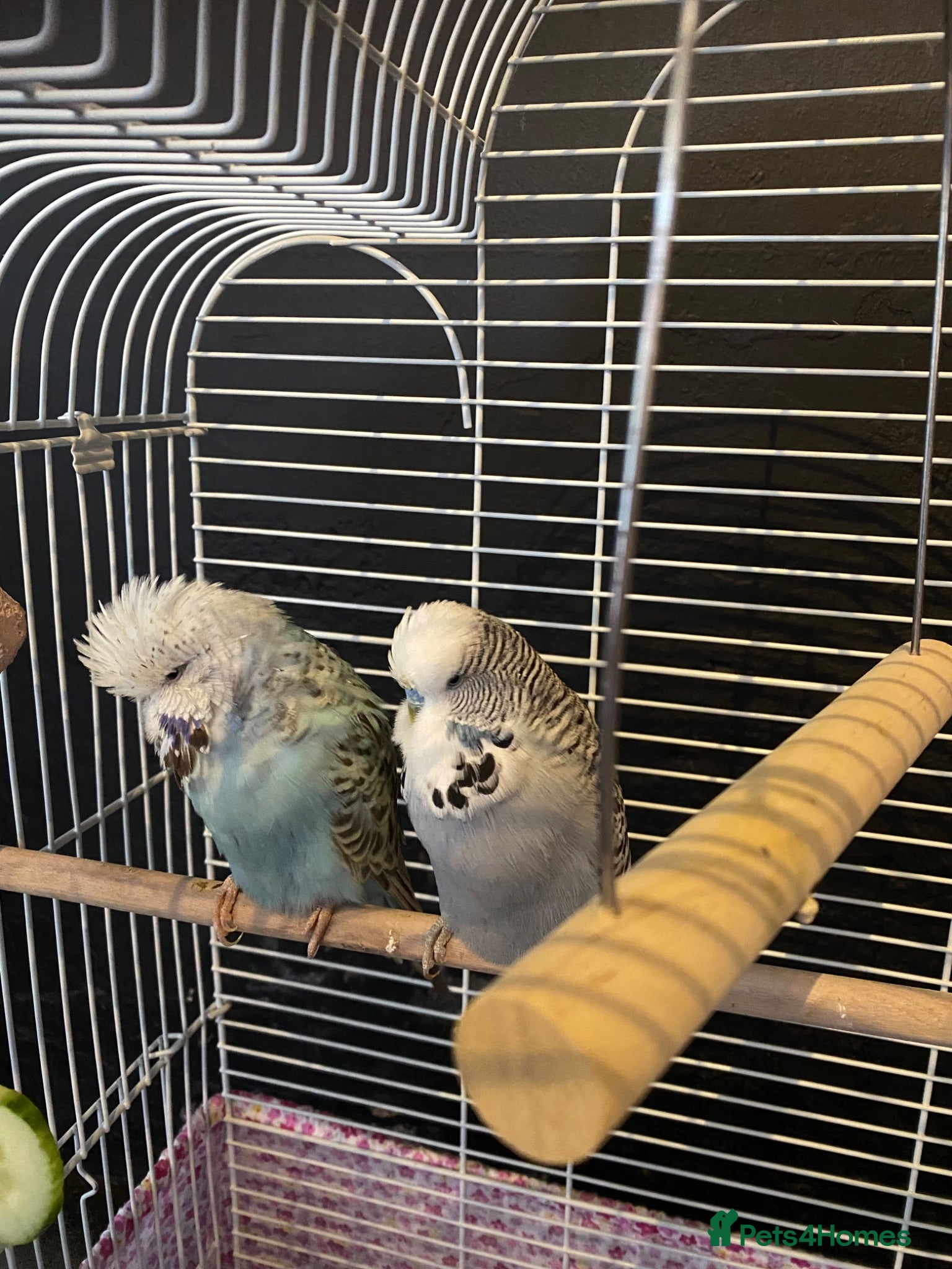 Budgerigars birds Two beautiful young budgies plus cage free  - Advert 1