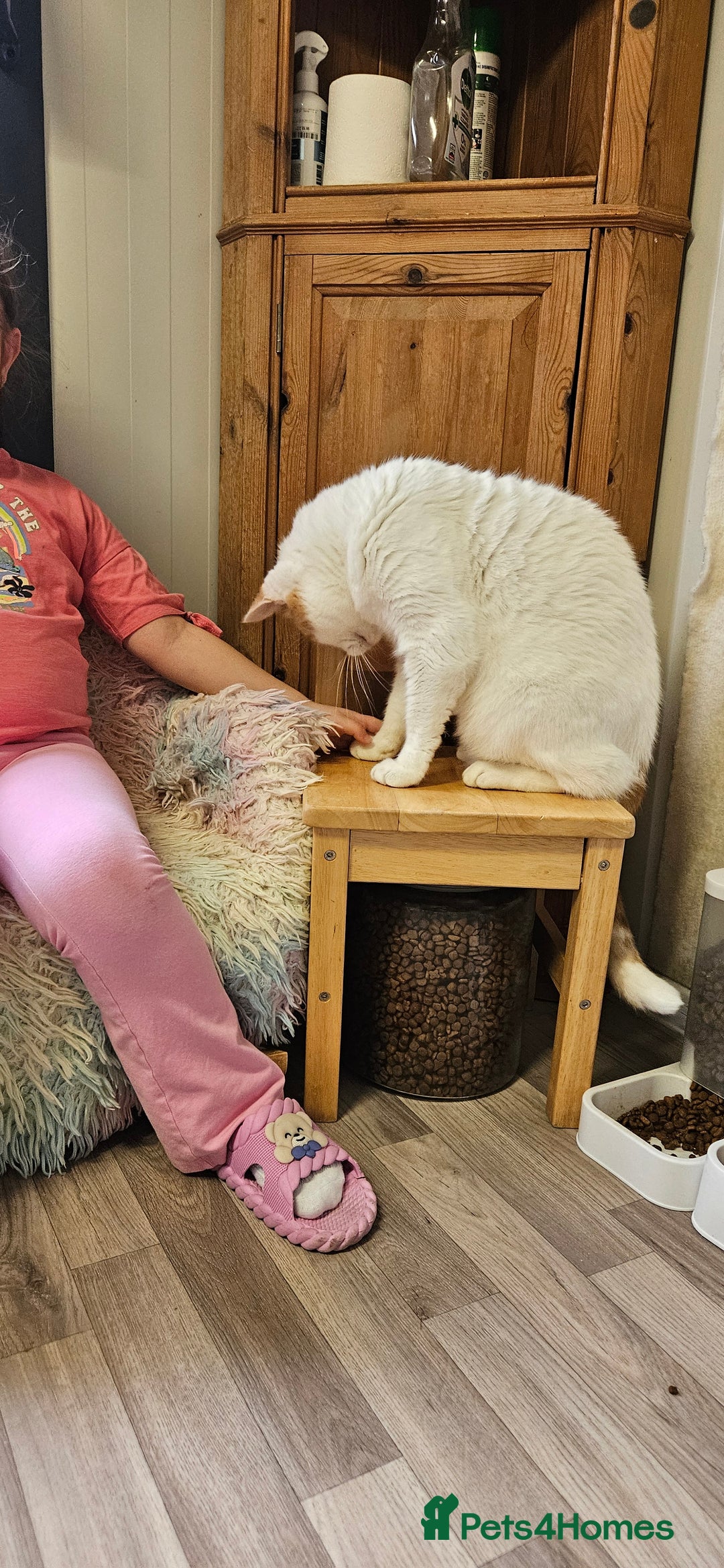 Domestic Shorthair cats for sale: Cat for Adoption  - Image 6