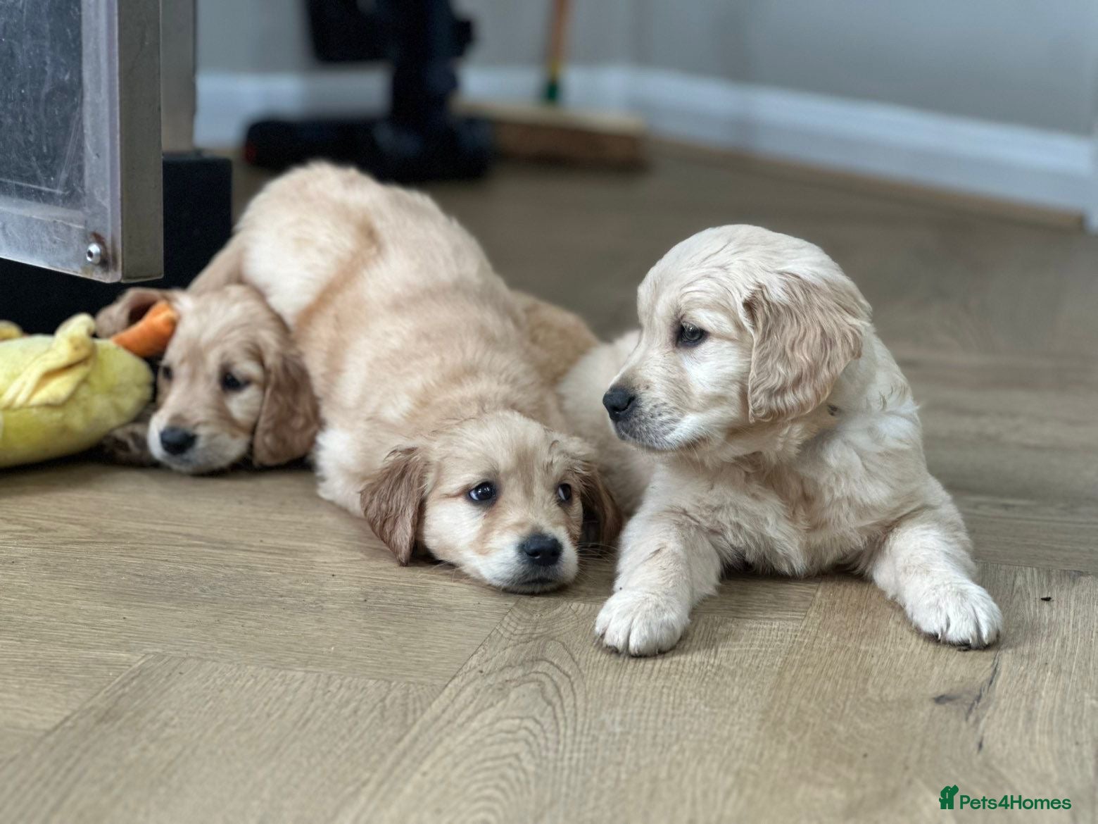 Golden Retriever dogs Chunky Pedigree Golden Retriever Puppies  - Advert 13