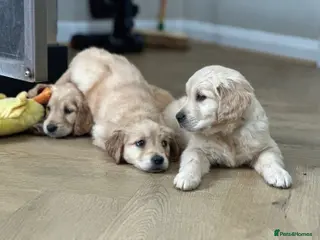 Golden Retriever dogs Chunky Pedigree Golden Retriever Puppies - Advert 2
