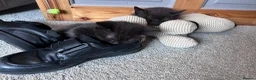 Mixed Breed cats for sale: Twin females - Advert 23