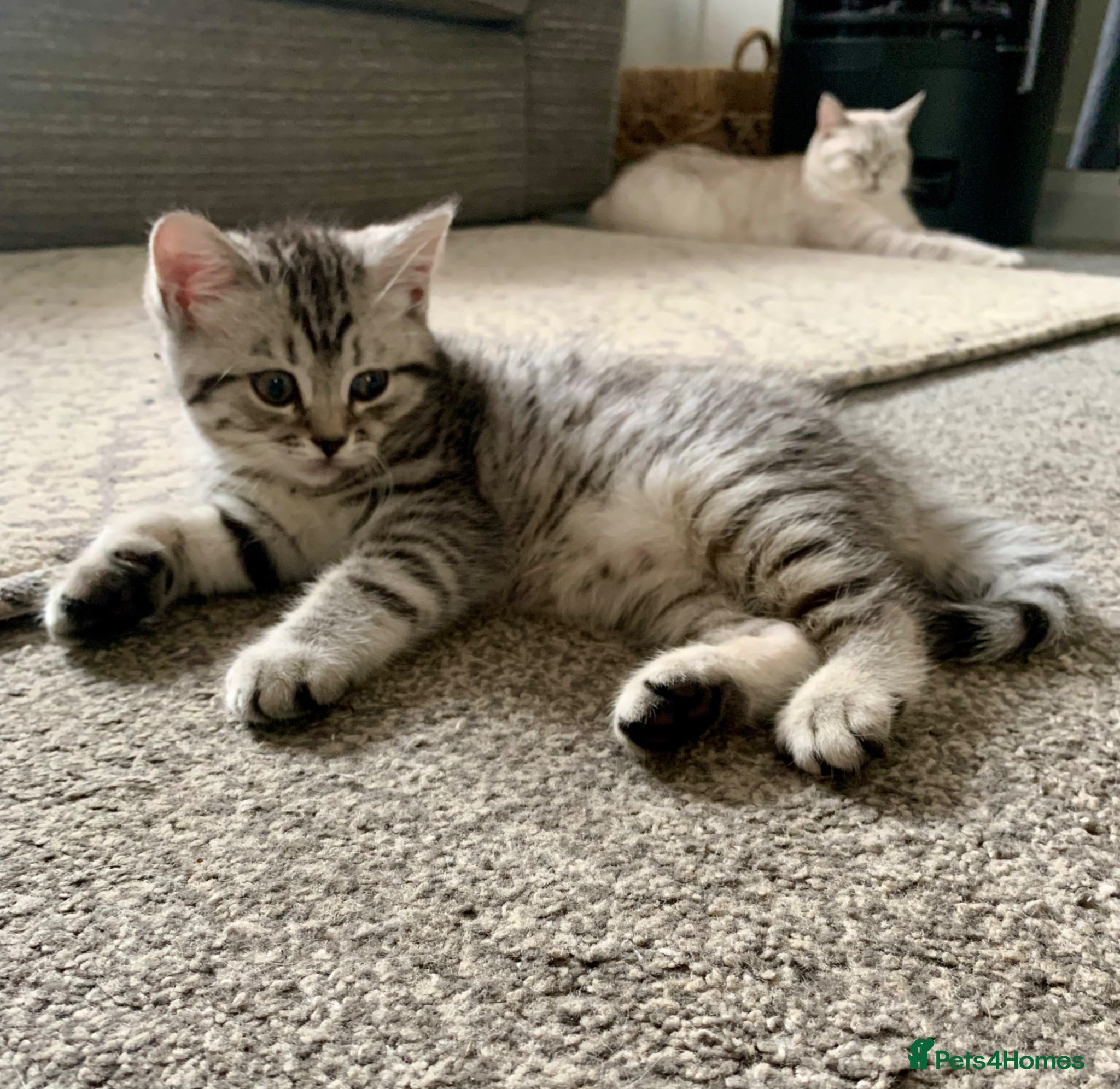 British Shorthair cats Beautiful silver spotted  tabbies - Advert 2