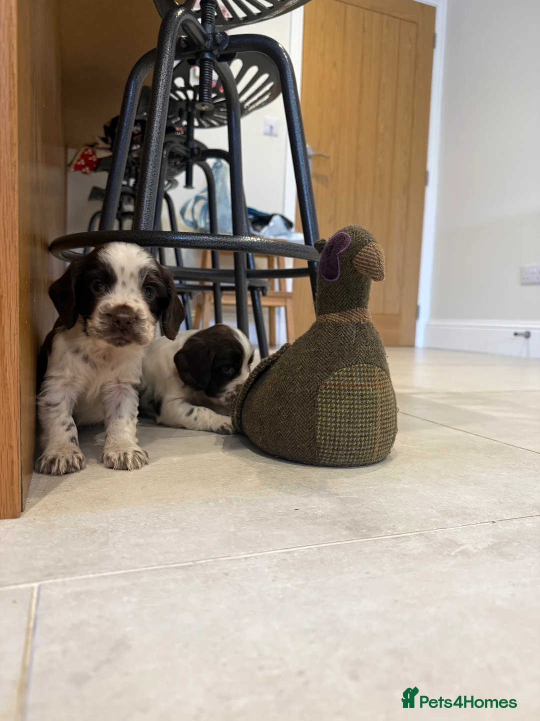 Cocker Spaniel dogs for sale: Gorgeous KC reg, working cocker spaniel pups  - Advert 6