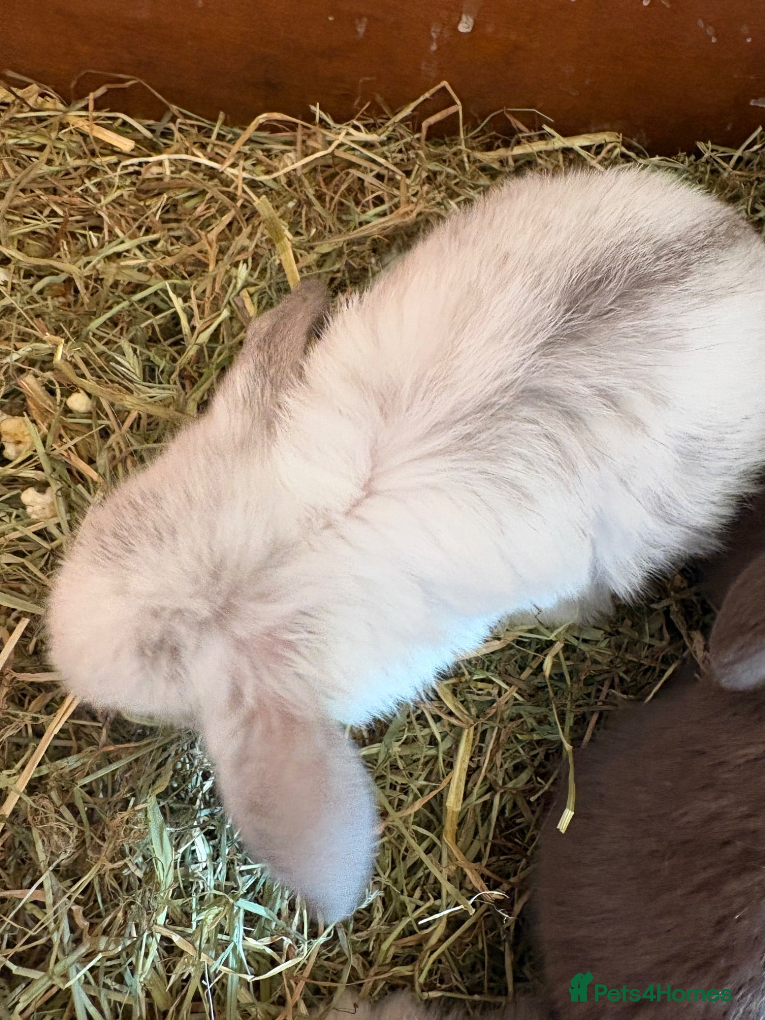 Mini Lop rabbits Mini lop babies - Advert 1