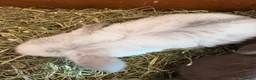 Mini Lop rabbits for sale: Mini lop babies - Advert 1