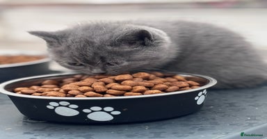 British Shorthair cats - Advert 11