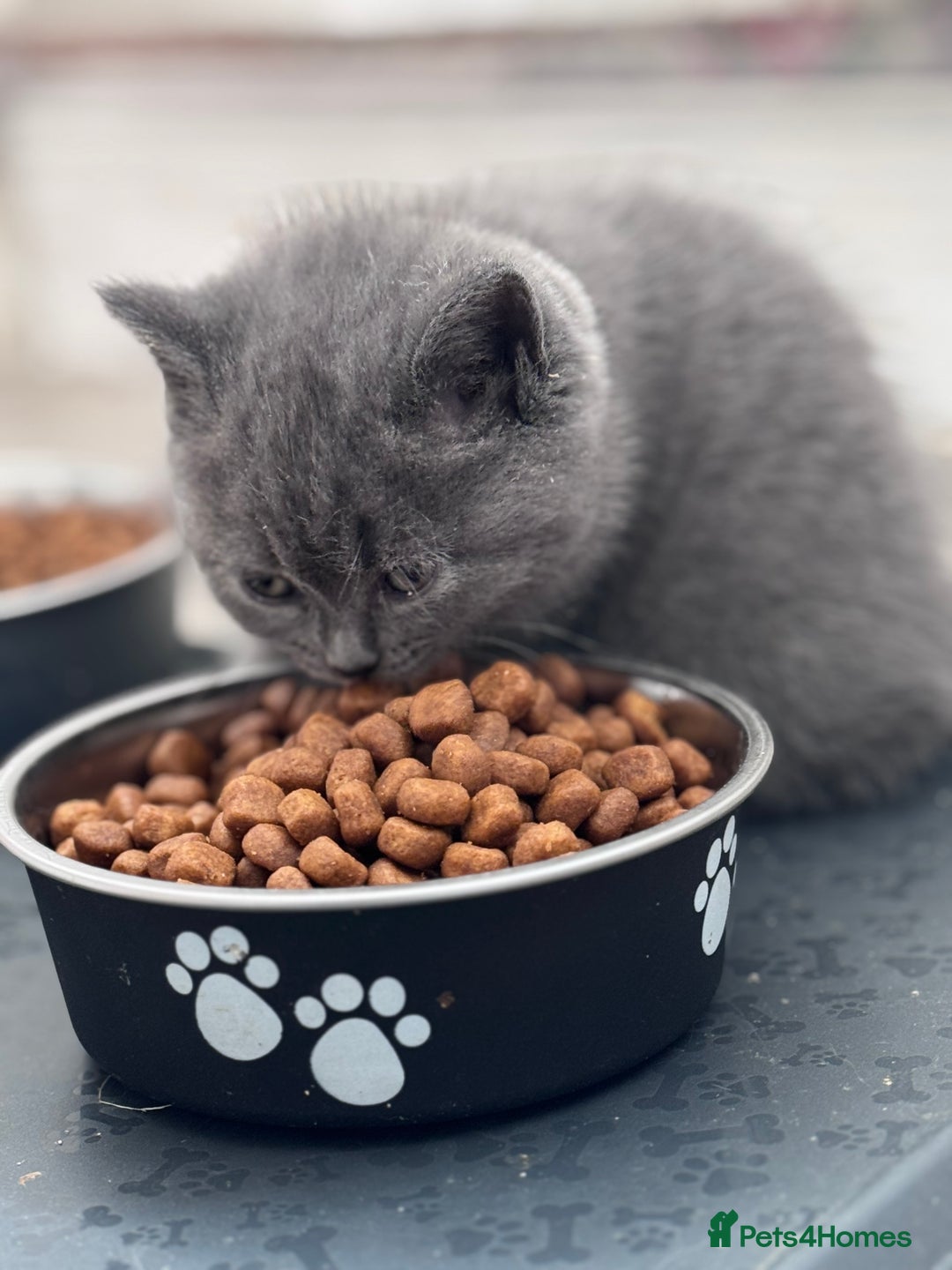 British Shorthair cats for sale: Chunky BSH kittens - Image 3