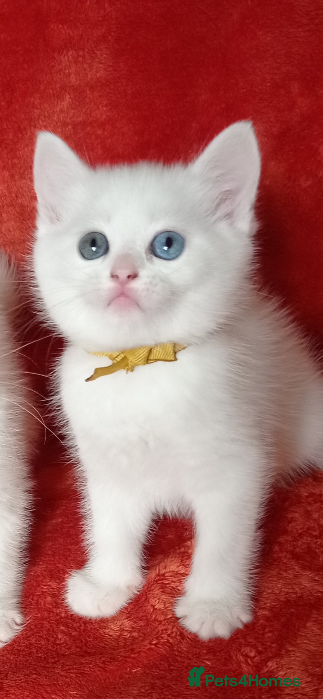 Mixed Breed cats for sale: British shorthair &Ragdoll mix - Advert 13