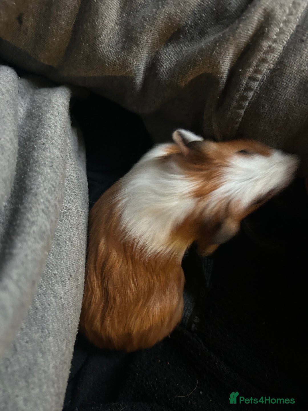 Guinea Pig rodents for sale: Beautiful Baby Guinea Pigs. - Advert 13