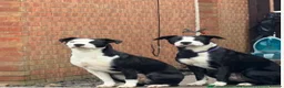 Mixed Breed dogs for sale: Millie & Luna - Advert 1