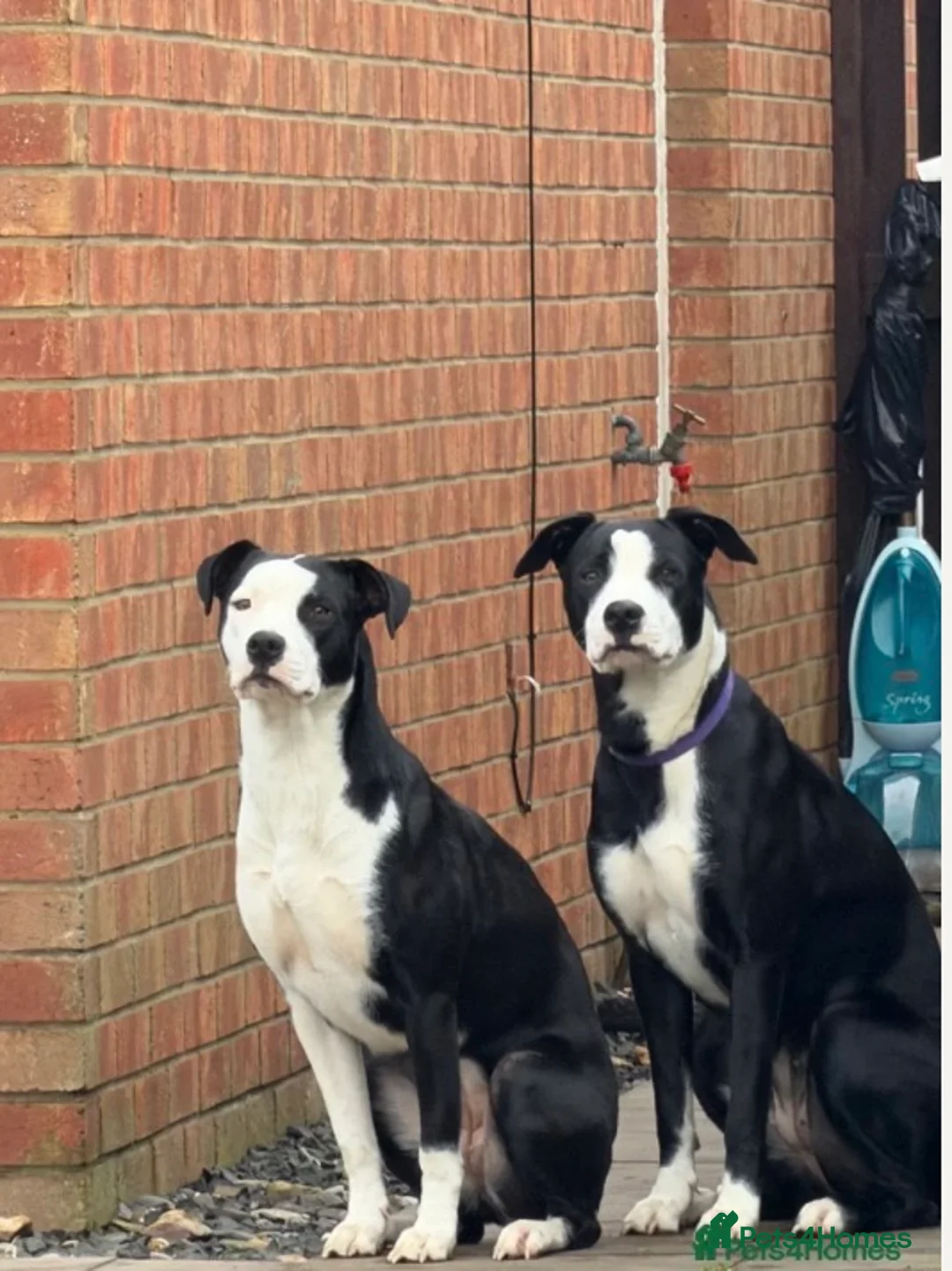 Mixed Breed dogs for sale: Millie & Luna - Advert 1