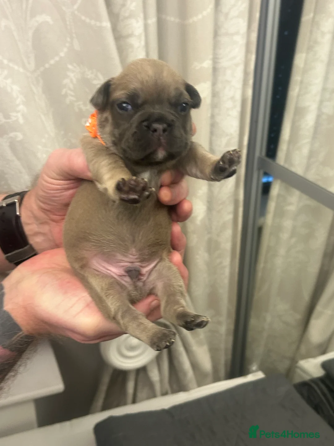 French Bulldog dogs for sale: 9 top quality fluffy carrying french bulldogs  - Advert 29