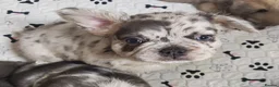 French Bulldog dogs for sale: Price reduced Fluffy French Bulldogs - Advert 21