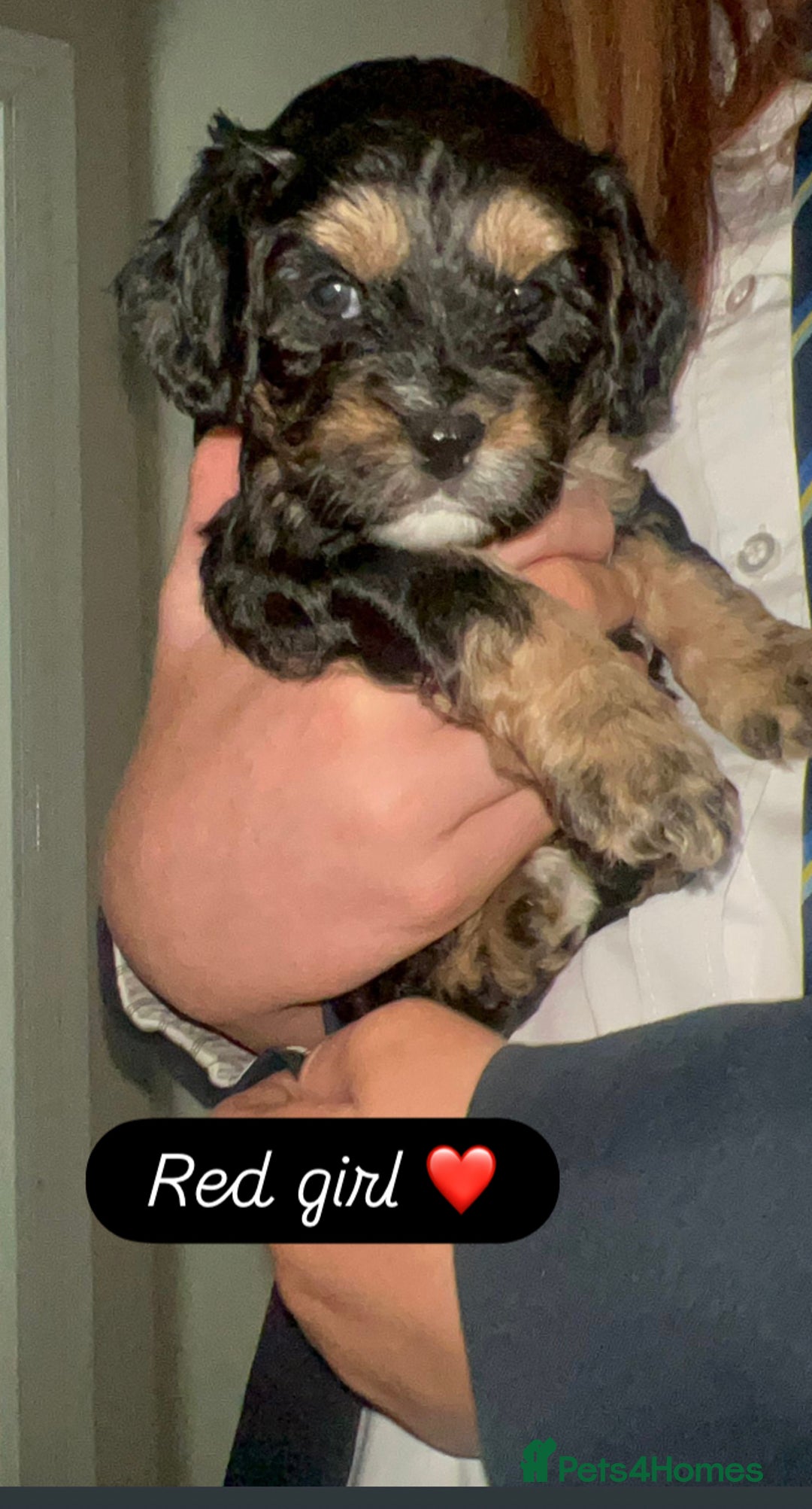 Cavapoo dogs for sale: Beautiful F1 cavapoos phantom 3 girls left 💜💖❤️ - Image 6
