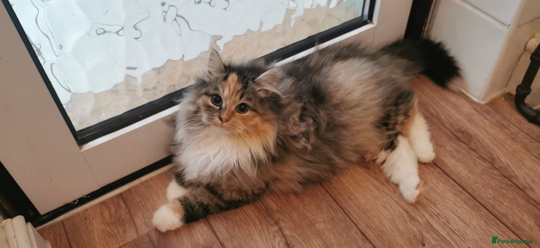 Siberian cats for sale: Unique Siberian Calico kitten  - Advert 3