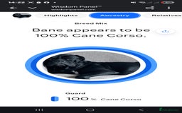 Cane Corso dogs for sale: Last 3 of the 10 cane cane corso puppys left  - Image 28