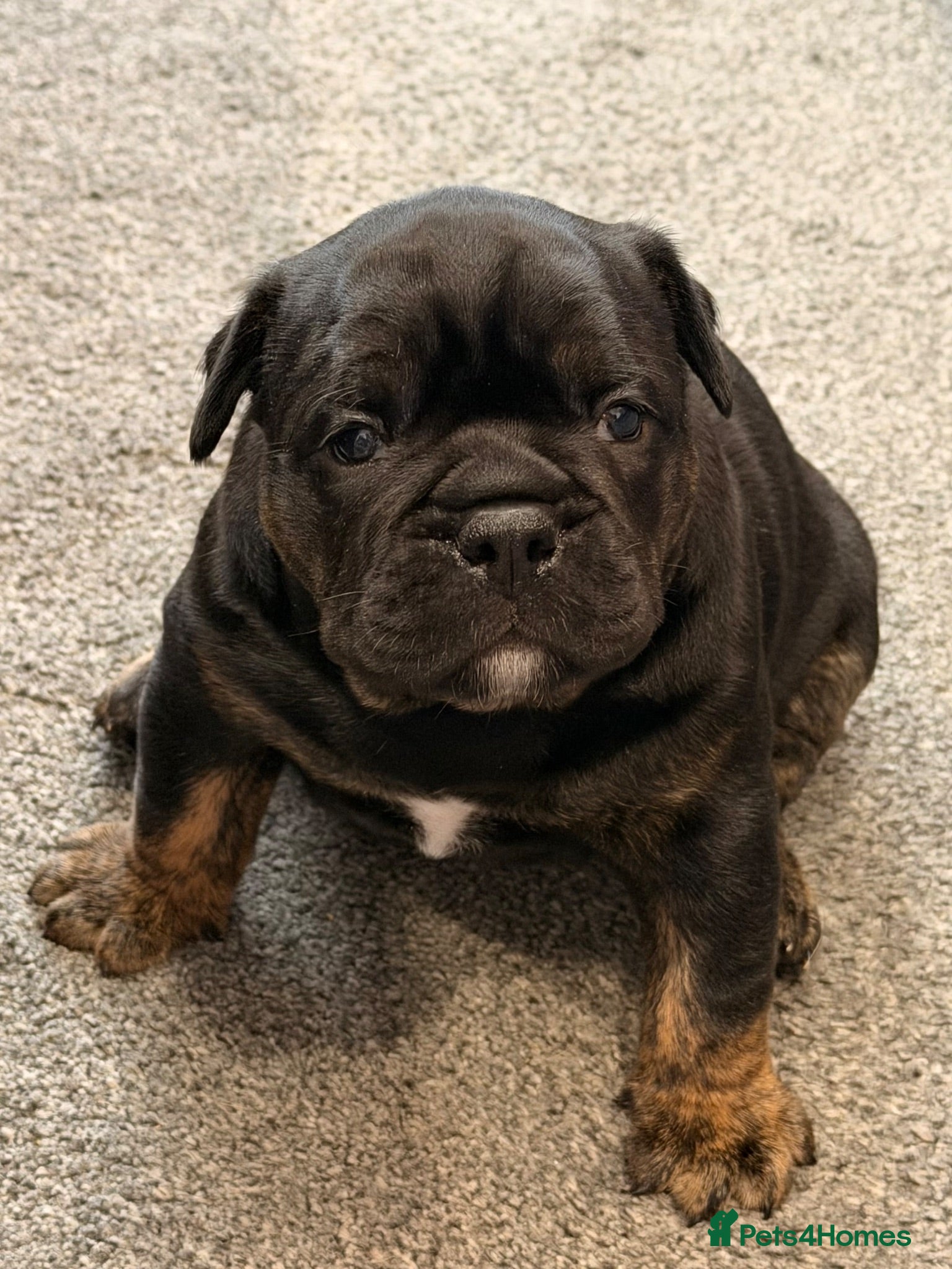 Olde English Bulldogge dogs Olde English Bulldogge puppy for sale  - Advert 3