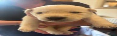 Sheprador 7