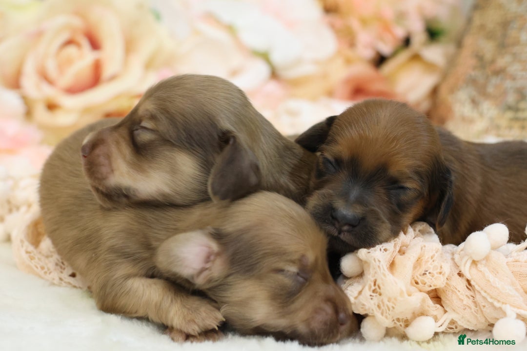Miniature Dachshund dogs for sale: KC Miniature Dachshund Puppies - Advert 3
