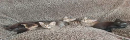 Mixed Breed cats for sale: Kittens for sale  - Advert 38
