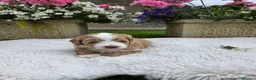 Australian Labradoodle dogs for sale: Australian Labradoodle Puppies - Advert 5