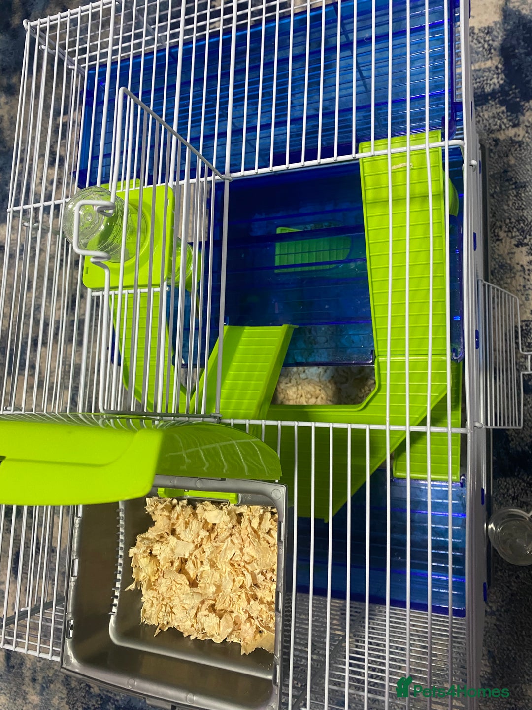 Hamster rodents for sale: Russian White Dwarf Hamster (and belongings!) - Advert 7